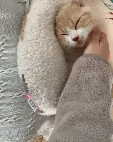 Cat Sleeping GIF