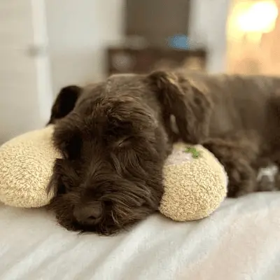 Cat Lovely Cozy Pillow