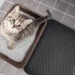 Double Layer Non-Slip Pet Cat Litter Mat