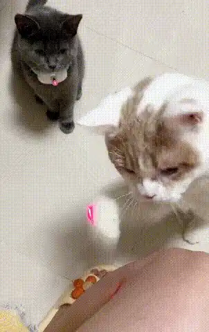 Cat sleeping