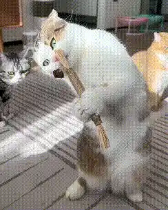 Cat chewing on a toy