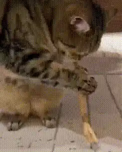 Kitten playing with a toy