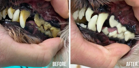 Close-up of a cat's teeth