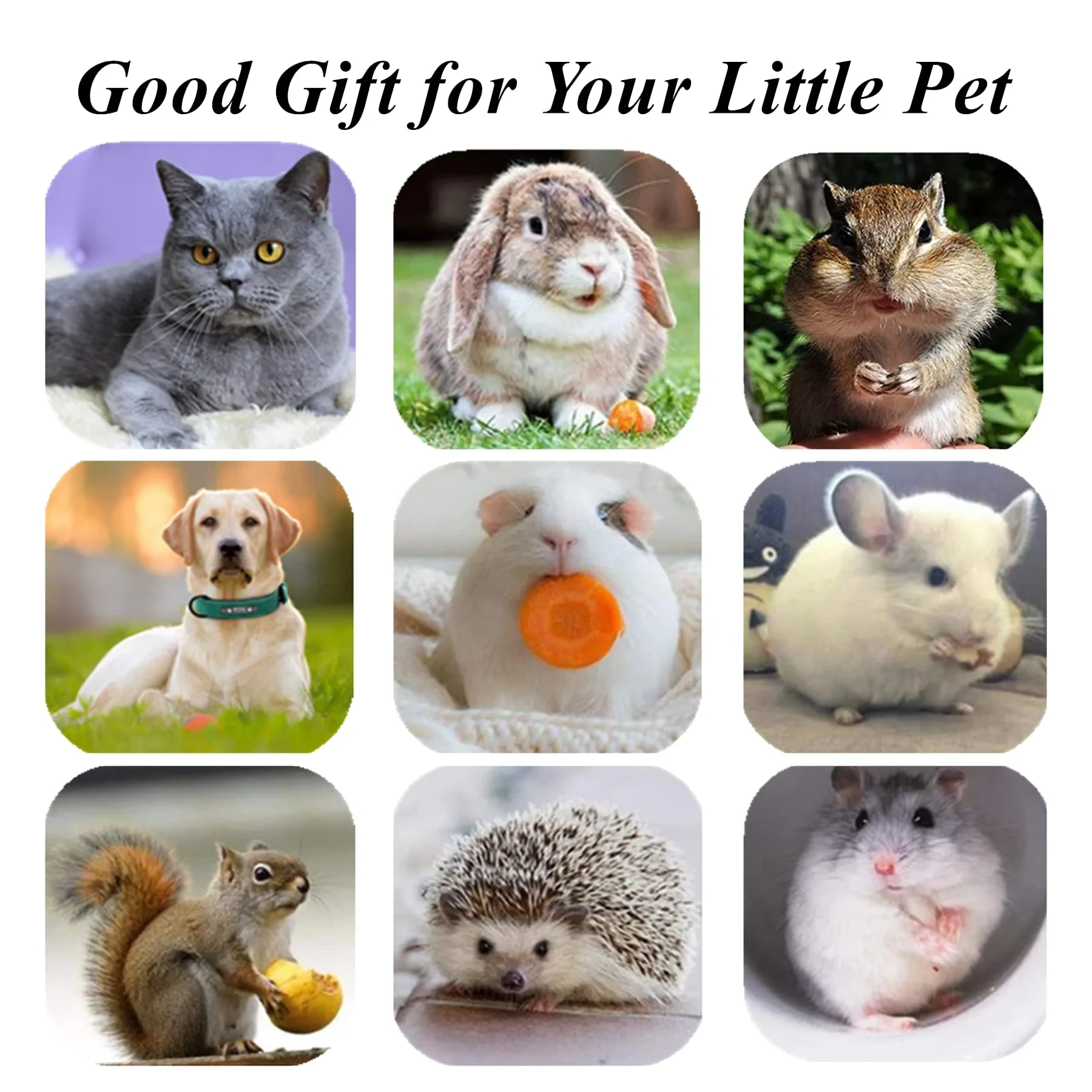 Various pets playing with toys