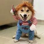 Best Gift Funny Pet Costume
