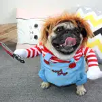 Best Gift Funny Pet Costume