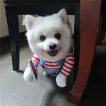 Best Gift Funny Pet Costume
