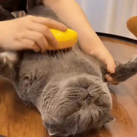 Steamy Brush promoting pet health