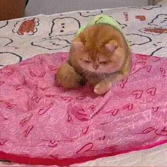 Cat playing with a toy