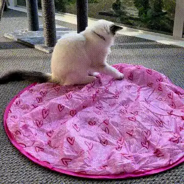 Happy cat playing