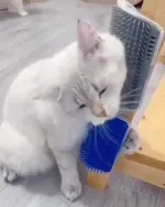 Cat Self Grooming Brush
