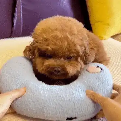 Cat Pillow GIF