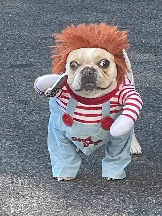 Deadly Doll Dog Costume
