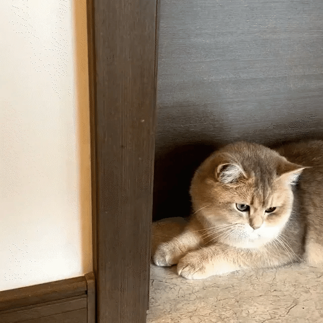 Cat Corner Massage Brush