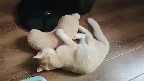 Cat Pillow GIF