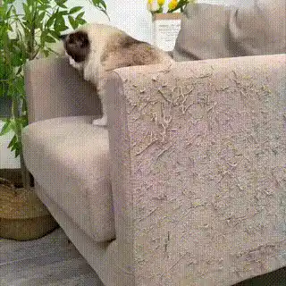 Cat furniture projector