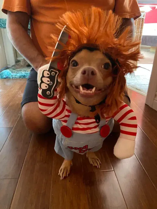 Deadly Doll Dog Costume