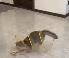 Cat playing with coil tunnel toy
