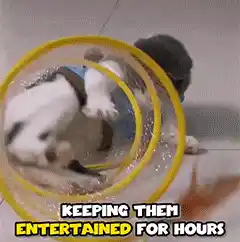 Cat playing with coil tunnel toy